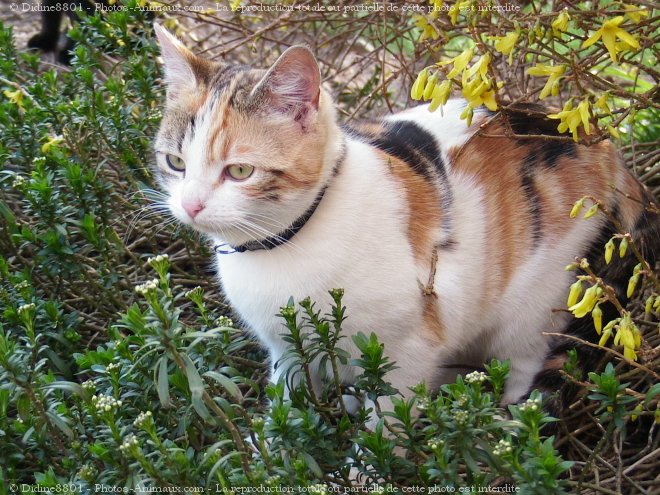 Photo de Chat domestique