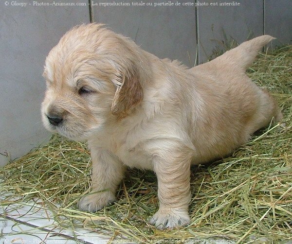 Photo de Golden retriever