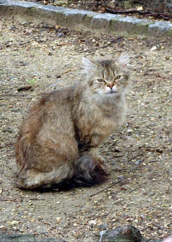 Photo de Chat domestique