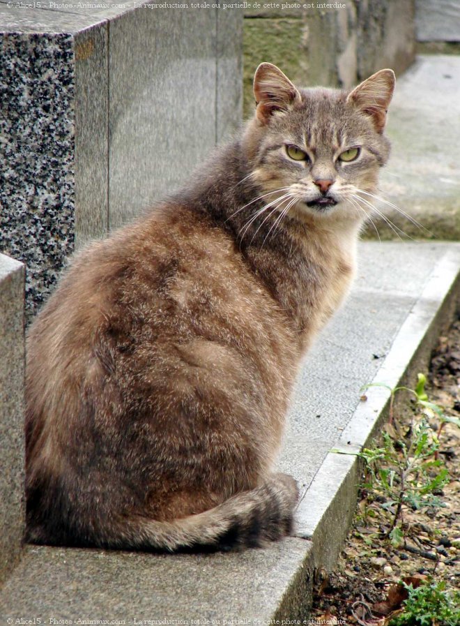 Photo de Chat domestique