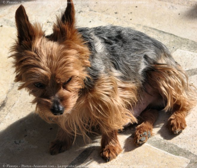 Photo de Yorkshire terrier