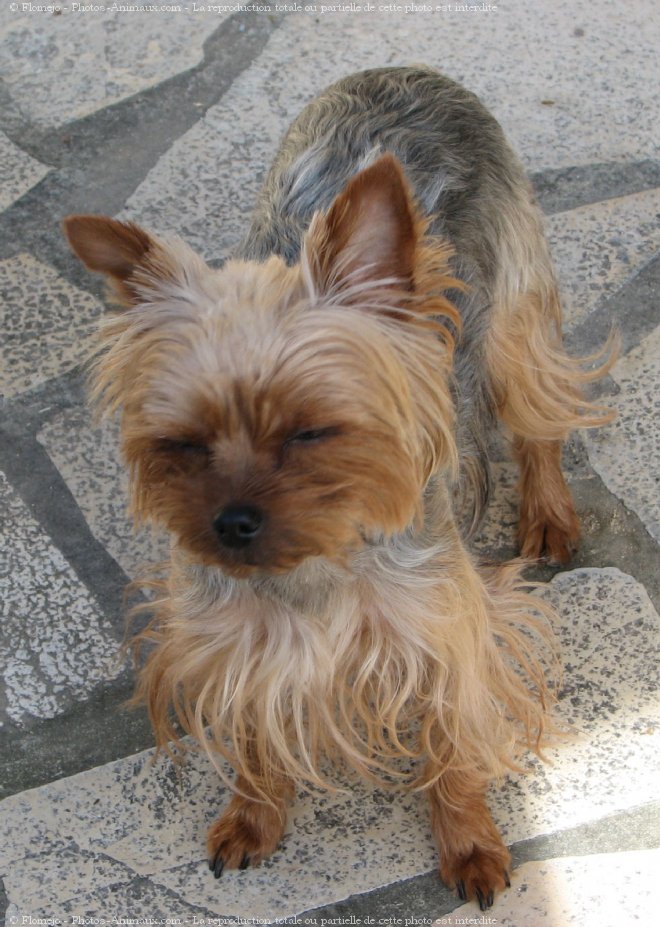 Photo de Yorkshire terrier