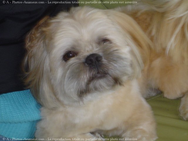 Photo de Lhassa apso