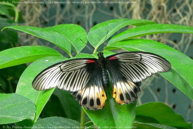 Photo de Papillon