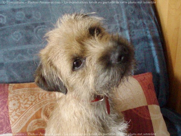 Photo de Border terrier