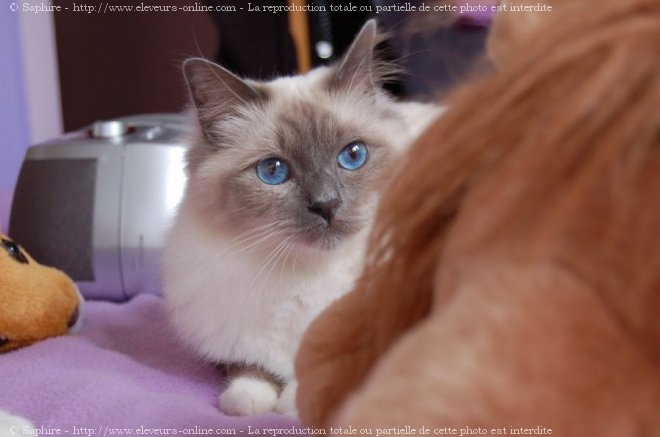 Photo de Sacr de birmanie