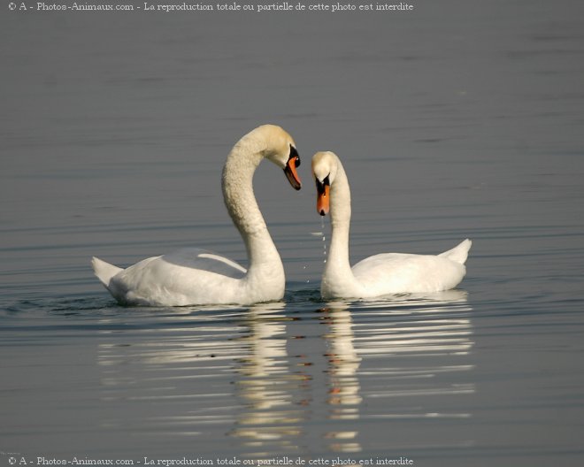 Photo de Cygne