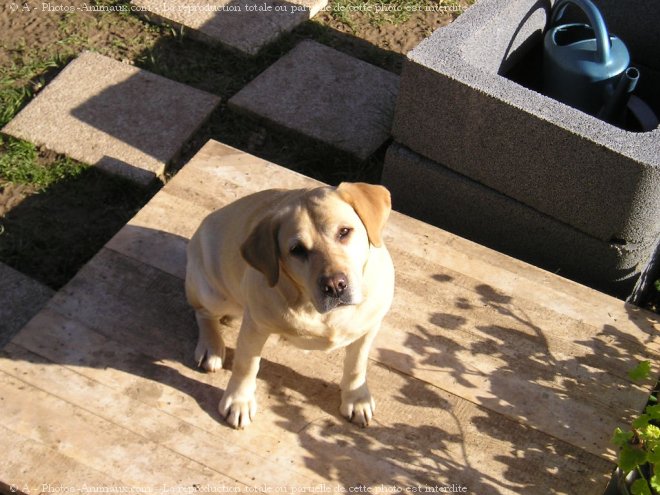 Photo de Labrador retriever