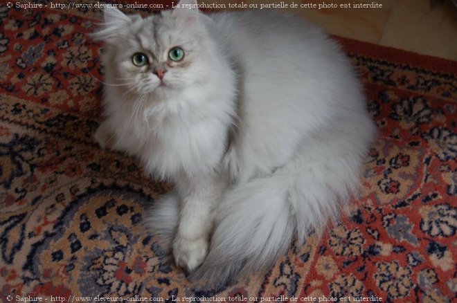 Photo de British longhair