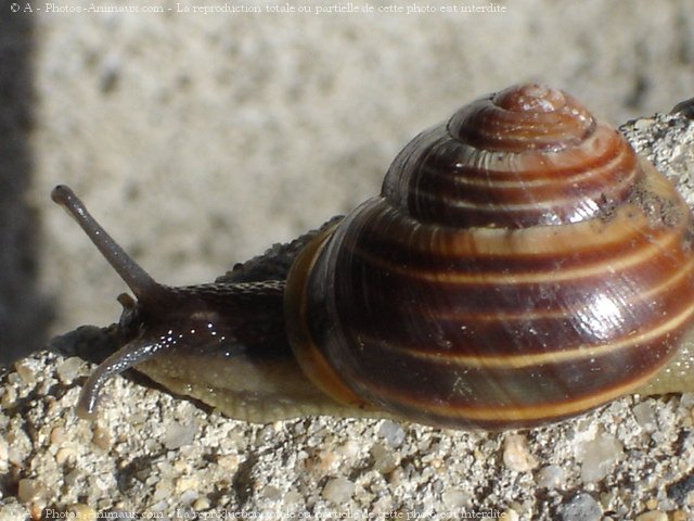 Photo d'Escargot