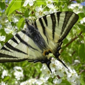 Photo de Papillon