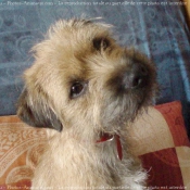 Photo de Border terrier