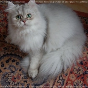 Photo de British longhair