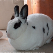 Photo de Lapin