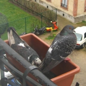 Photo de Pigeon