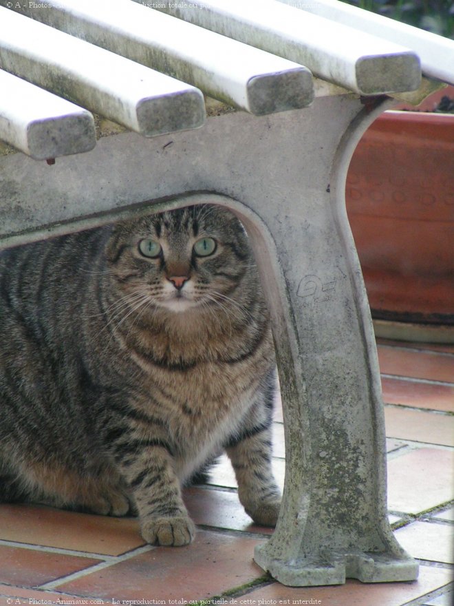 Photo de Chat domestique