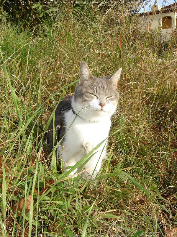 Photo de Chat domestique