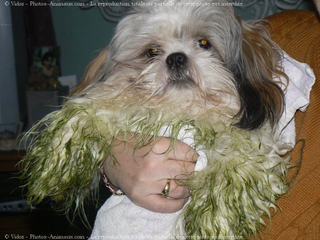 Photo de Shih tzu