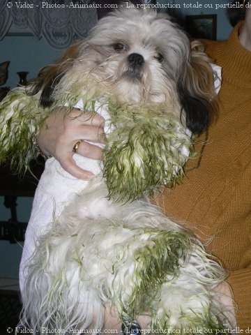 Photo de Shih tzu