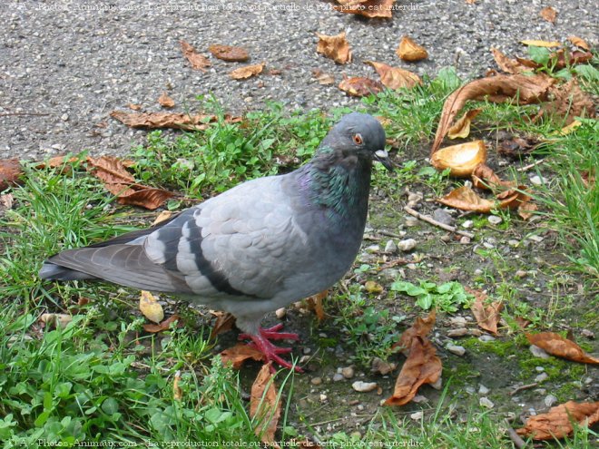 Photo de Pigeon