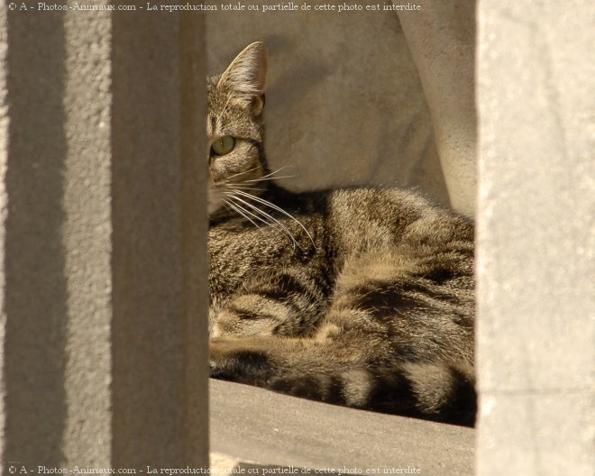 Photo de Croisement