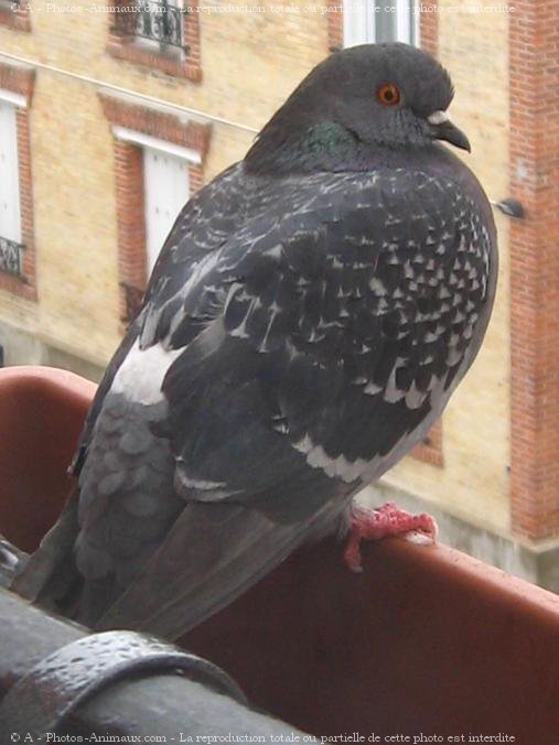 Photo de Pigeon