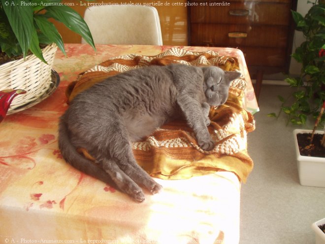 Photo de Chartreux