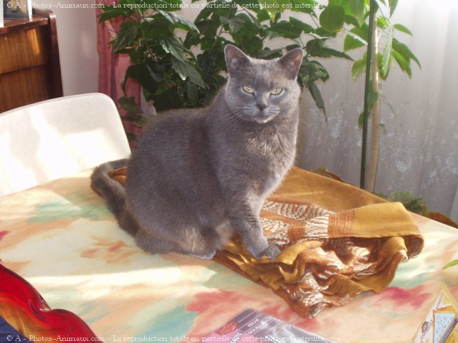 Photo de Chartreux