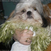 Photo de Shih tzu