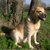 Photo de Labrador retriever