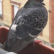 Photo de Pigeon