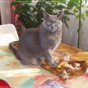 Photo de Chartreux