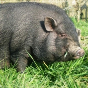 Photo de Cochon