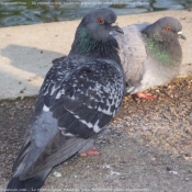 Photo de Pigeon