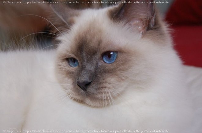 Photo de Sacr de birmanie