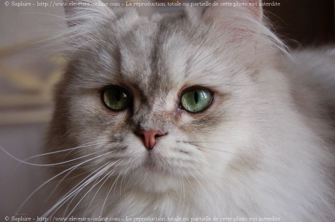 Photo de British longhair