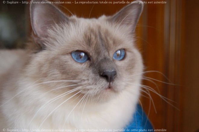 Photo de Sacr de birmanie