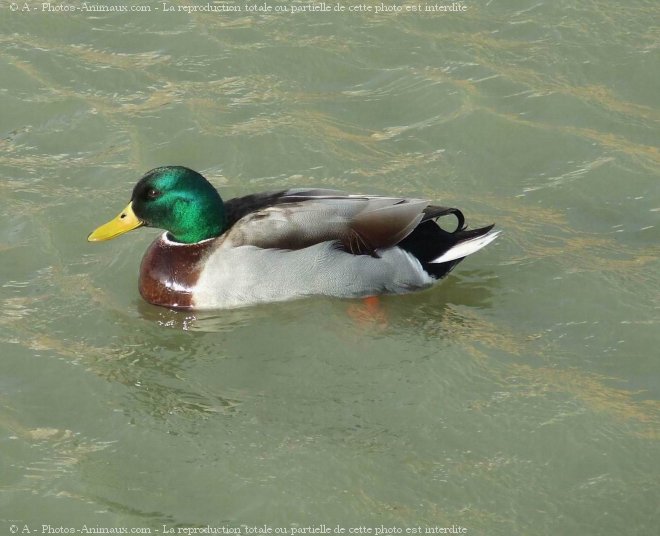 Photo de Canard colvert