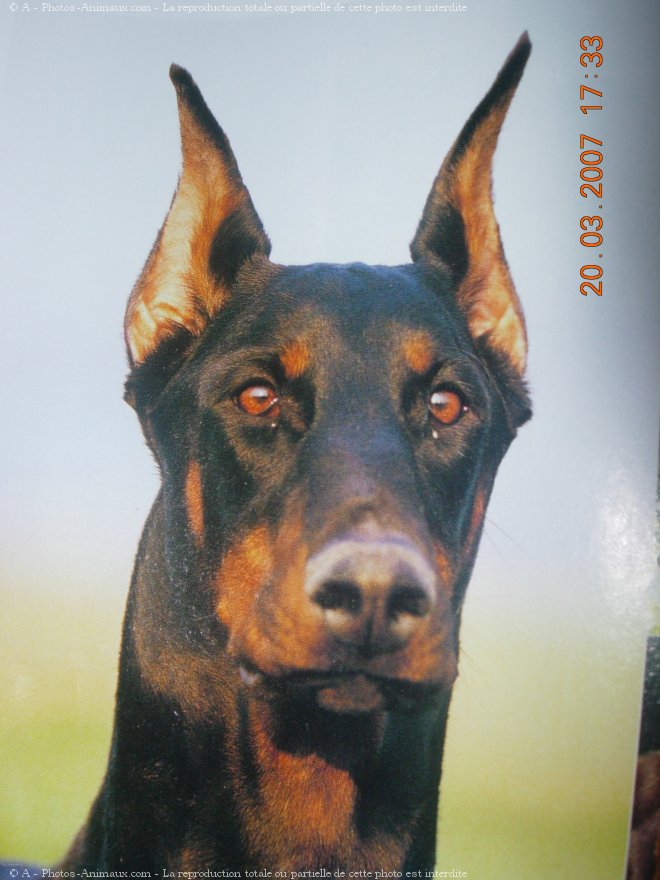 Photo de Dobermann