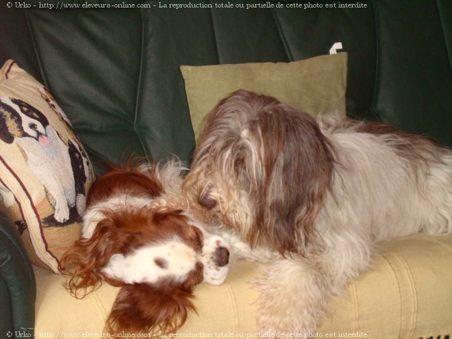 Photo de Cavalier king charles spaniel