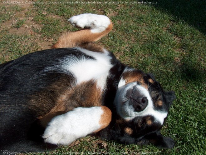 Photo de Bouvier de l'appenzell