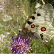 Photo de Papillon