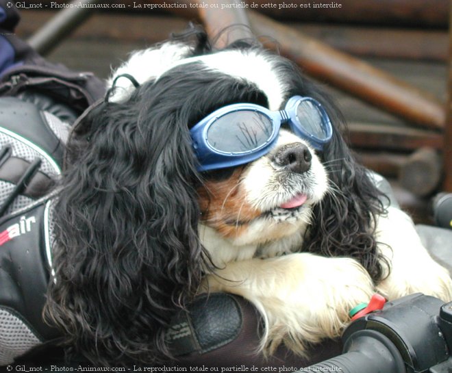 Photo de Cavalier king charles spaniel