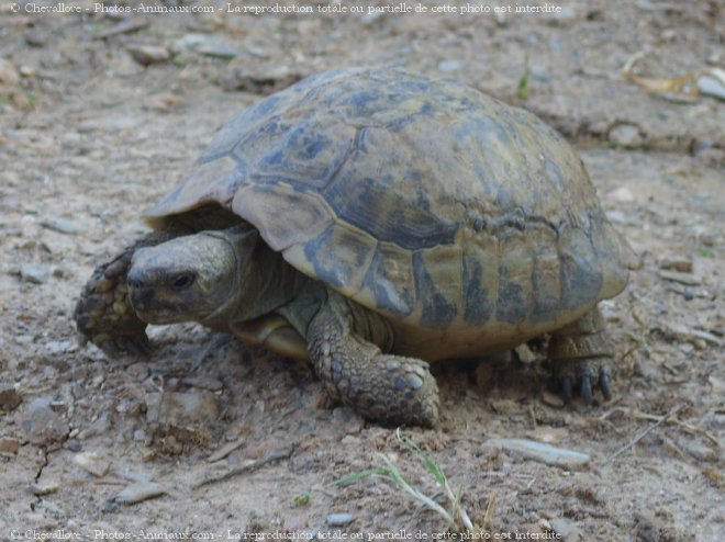 Photo de Tortue