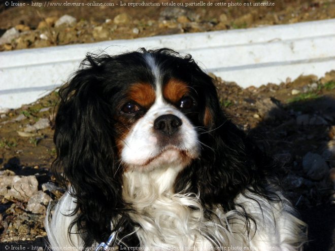 Photo de Cavalier king charles spaniel