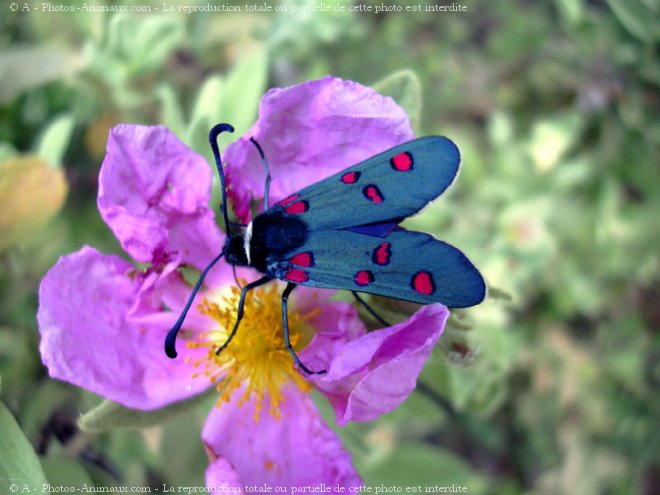 Photo de Papillon