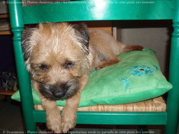 Photo de Border terrier