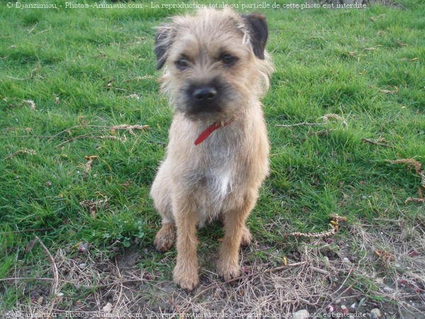 Photo de Border terrier