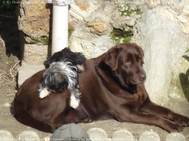 Photo de Labrador retriever