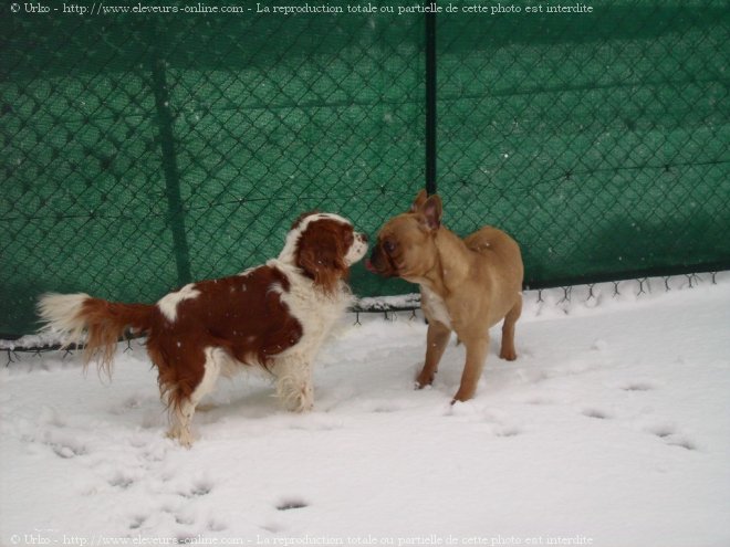 Photo de Cavalier king charles spaniel